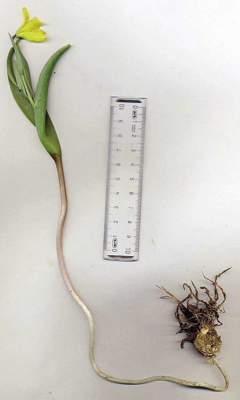 Nemrut Dağı'nda buldu. Karısının adını verdi 4